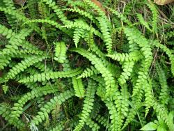 Blechnum banksii. Mature plants with fertile fronds shorter than the sterile.
 Image: L.R. Perrie © Te Papa CC BY-NC 3.0 NZ